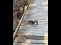 Wacky Squirrel at Congaree National Park asmr