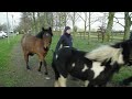 Meet the rescued abandoned foal who is going out for the first time