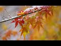 Autumn relaxation video #autumn #nature