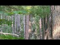 Marquette State Forest #asmr No Talking #naturesounds #hiking