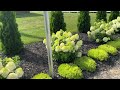 The Hydrangea Hedge Update July 2024