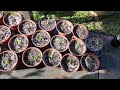 Potting Desert Rose Seedlings, a Step by Step Guide!