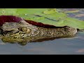 Jacana Dad Rescues his Chicks from a Crocodile