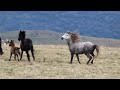 Brumbies of Kosciuszko