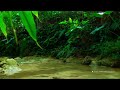 Best Nature Sounds ASMR Calm Flowing Water 🌿 Babbling Brook Nature Sounds At Night For Calming Dogs