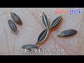 전초에서 특이한 향이 나는 '왜당귀' & 자주색 꽃이 피는 '참당귀'!