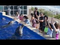 Sea Camp at Marineland Dolphin Adventure