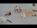 🐱 IMPOSSIBLE TRY NOT TO LAUGH 😻😹 Funny Animal Moments ❤️🤣