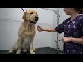 Goofy Labrador Retriever drags me into the salon | #1 owned dog breed in the world