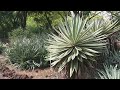 Different kind of Cactus|Bebs Ng Singapore