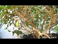 Monarch Caterpillar Making Chrysalis Time lapse