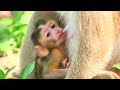 Poor Baby Monkey SARIKI | Mama SARIKA Reject Milk Me | Sad Baby Monkey
