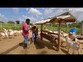 She Left America To Start A Successful Goat Farm In Uganda & Now Earns Millions