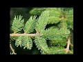 #Ель6 #Spruce6 #Хвойные растения24 #Conifers24 Декоративные растения