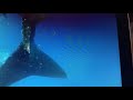 Whale Shark Excursion: Cancun