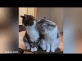 When your cat copies your every move 😍 Funny Cat Videos of 2024 😍