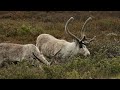 Norway Extreme: Fjords, Fells and Wild Adventures | Full Wildlife Documentary