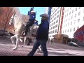 Horses Parade in Fort Worth, Texas