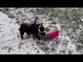 Doggo’s in the snow