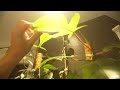 Grow Lights Everywhere : Must See Houseplant Tour