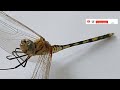 Flying car: Dragonfly