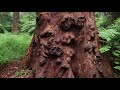 Stolen Generation Tree