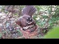 White-throated fantail Birds Find locusts and crickets for her baby to eat (6)