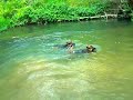 Bosco + Lia, beautiful german shepherds swim in amazing river. Pastores alemanes nadan en rio