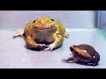 Oh my god!! Asian Bullfrog Eats Big Toad And Banded Bullfrog! Warning Live Feeding