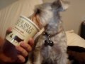 Puppy loves ice cream