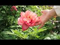 Gardening Vlog/May, please do this when it rains. /Small gardening tips