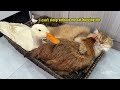 So funny cute😂!duck is very angry because he was abandoned by the cat!The cat hugs the hen to sleep