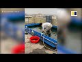 Chinese man trains goldfish to play football