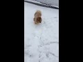 Pomeranian in the snow