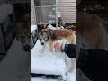 Doggy Snow Day