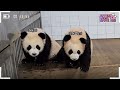 (SUB) Spider Panda?! Baby Panda RuiHui Can Cling To Everywhere!🐼│Panda World