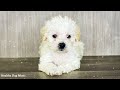 Calming Music for Dogs with Anxiety: DOG TV & Video to Cure Separation Anxiety + Dog Music