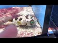 Puffy The porcupine Puffer fish and lumpfish￼￼