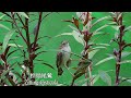 棕扇尾鶯/Zitting Cisticola