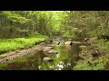 ASMR - Springtime Babbling Brook & Nature Sounds