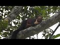 2 Malabar squirrel, really sweet, besties.