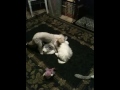 Poodle and shih tzu playing
