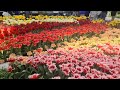 A beautiful garden of tulips #tulips #tulip #youtubevedio #amazing #satisfying #fyp #flowers