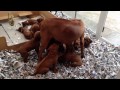 Ridgeback Pups from birth to 8 weeks old