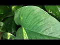 My secret of growing money plant// Bina gobar khad  money plant hoga bahut jyada healthy and bhushi