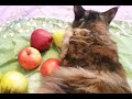 ЧЕЙ КОРОБОК? МОЙ КОРОБОК! РАЗБОРКИ КЛАССНЫЕ ЯБЛОКИ WHOSE BOX? MY BOX! DISASSEMBLY, COOL APPLES