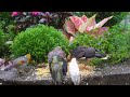 Cat’s Rainy Day Fun 😺 Birds Compete for Delicacies After the Storm | 10 Hours Ad-Free 4K HDR