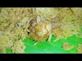 Easy Chicken Pulao in cooker || చికెన్ పులావ్.    #chicken #pulao #incooker.