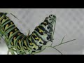 Eastern black swallowtail caterpillar eating dill