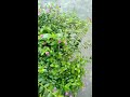 Sweet potato vine cutting update ll small  vertical garden
